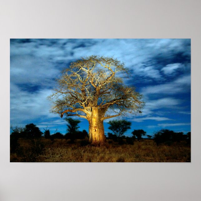 Affiche Arbre Baobab (Adansonia) éclairé par la lune (Devant)