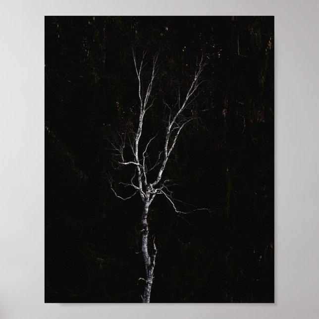 Affiche Arbre blanc solitaire (Devant)