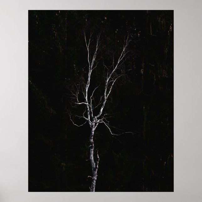 Affiche Arbre blanc solitaire (Devant)