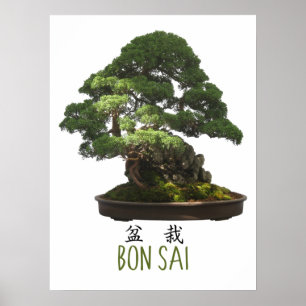 Affiche Arbre Bonsaï Japonais et Symbole