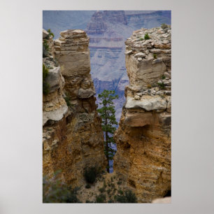 Affiche Arbre caché Grand Canyon 4822 Imprimer