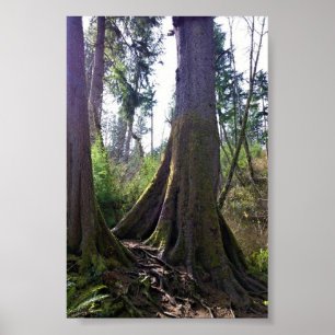 Affiche Arbre cathédrale, Astoria, Oregon