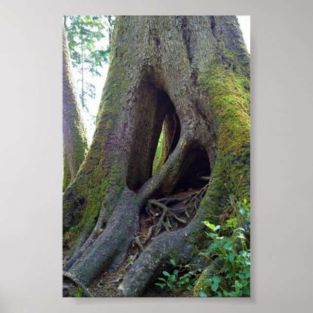 Affiche Arbre cathédrale, Astoria, Oregon (Devant)