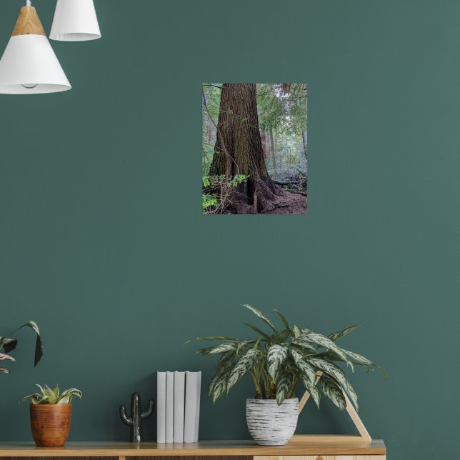 Affiche Arbre conifère géant de la forêt photographique (Salon 1)