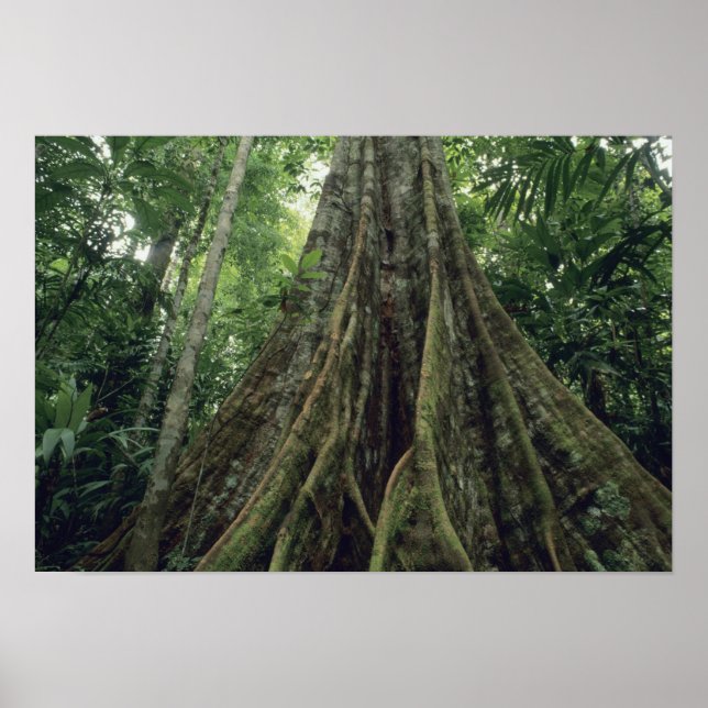 Affiche Arbre contreforté dans la forêt tropicale, Corcova (Devant)