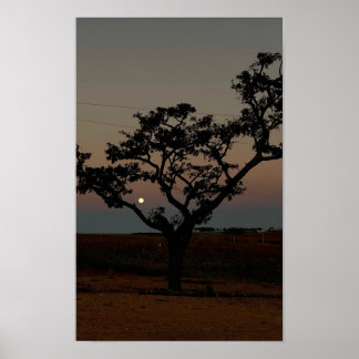 Affiche Arbre Coucher de Soleil Mur Nature Photographie Ru
