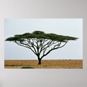 Affiche Arbre d'acacia d'épine de parapluie