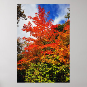Affiche Arbre d'automne