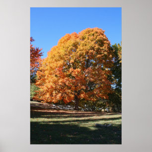 Affiche Arbre d'automne brillant – Hubbell, Michigan