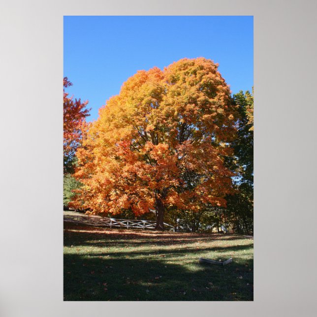 Affiche Arbre d'automne brillant – Hubbell, Michigan (Devant)