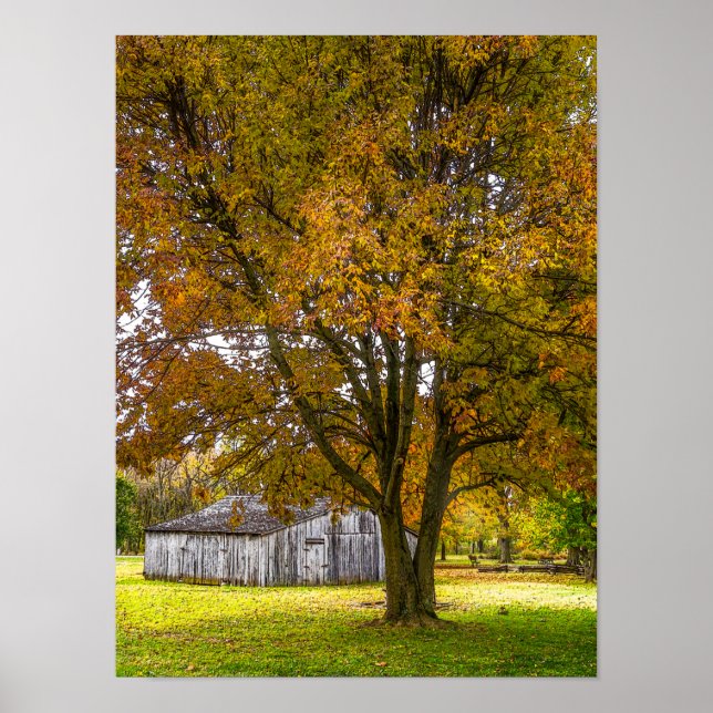 Affiche Arbre d'automne et grange peint (Devant)
