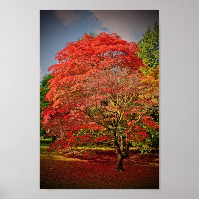 Affiche Arbre d'automne Westonbirt Arboretum Cotswolds (Devant)