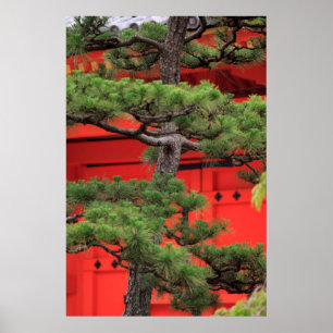 Affiche Arbre de Bonsai