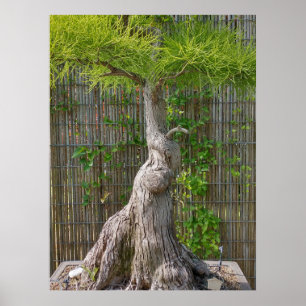 Affiche Arbre de Bonsai Eejit