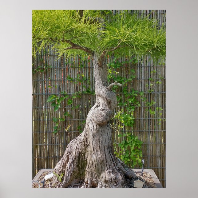 Affiche Arbre de Bonsai Eejit (Devant)