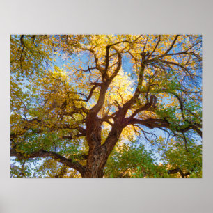 Affiche Arbre de Cottonwood Parc national de Capitol Ree