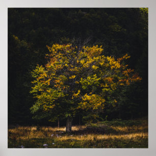 Affiche Arbre de couleur automne