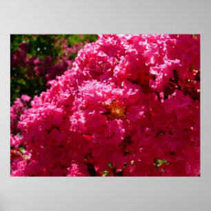 Affiche Arbre de Crépes de Myrte Fleurs Magenta