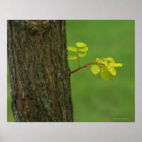 Arbre de criquet noir poussant une nouvelle branch