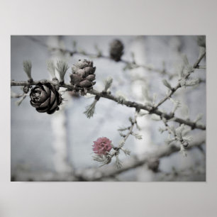 Affiche Arbre de fleur