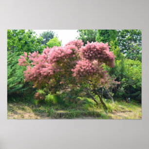 Affiche Arbre de fumée pourpre
