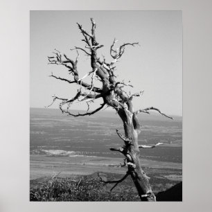 Affiche Arbre de genévrier noir et blanc brûlé 16x20
