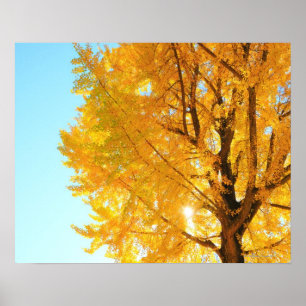Affiche Arbre de Gingko, Préfecture de Nagano, Japon