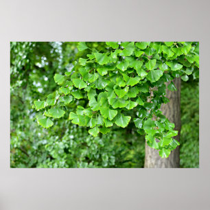 Affiche arbre de ginkgo aux feuilles mouillées