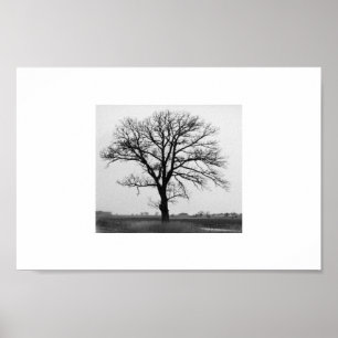 Affiche Arbre de la mort