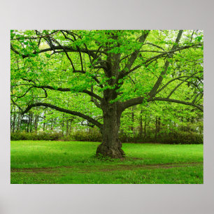 Affiche Arbre de Linden