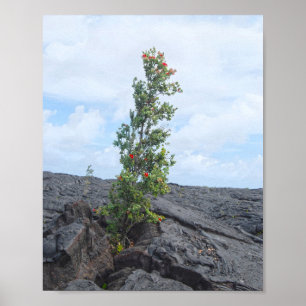 Affiche Arbre de l'Ohia à fleurs rouges qui pousse dans le