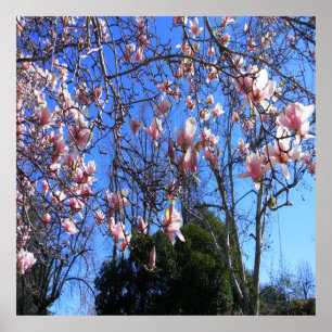 Affiche Arbre de Magnolia.....