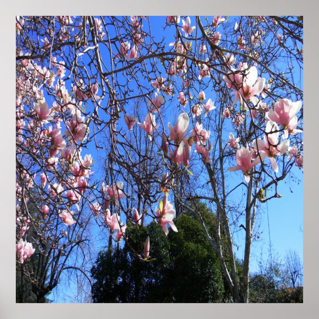 Affiche Arbre de Magnolia..... (Devant)
