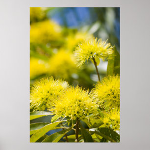 Affiche Arbre de mimosa jaune vif