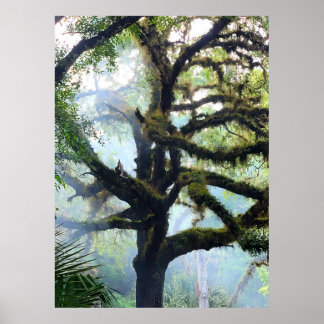 Affiche Arbre de Mossy dans le brouillard