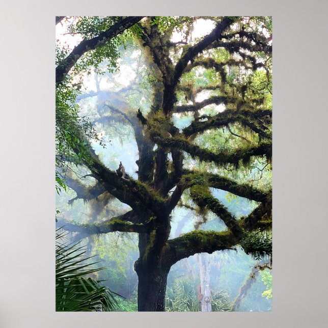 Affiche Arbre de Mossy dans le brouillard (Devant)