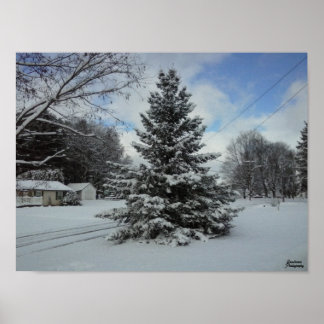 Affiche Arbre de Noël non coupé