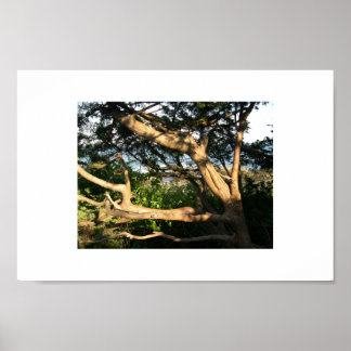 Affiche Arbre de plage, Ogunquit, Maine