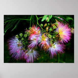 Affiche Arbre de soie persan (Mimosa) en pleine floraison