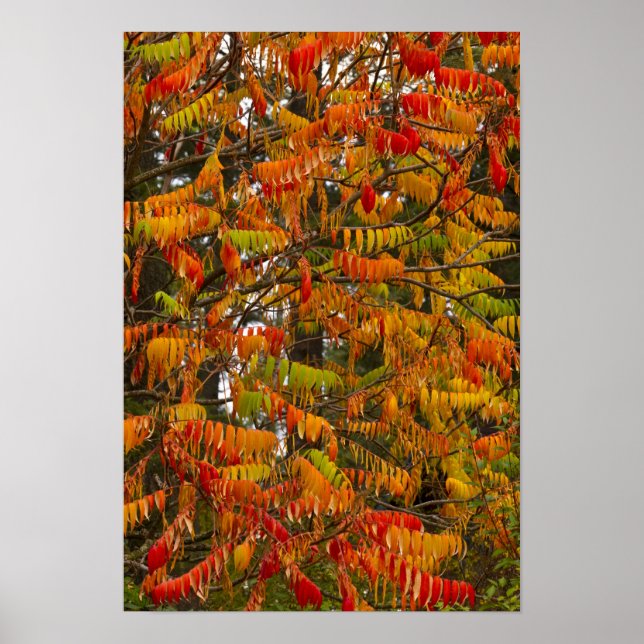 Affiche Arbre de sumac de couleur automnale à Whitefish, (Devant)