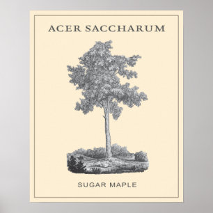 Affiche Arbre d'érable à sucre avec l'illustration vintage