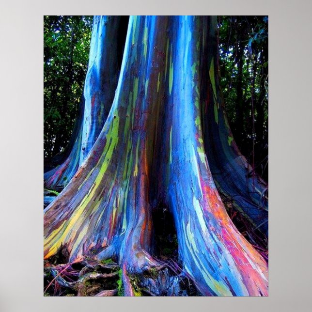 AFFICHE ARBRE D'EUCALYPTUS DE HAWAII (Devant)