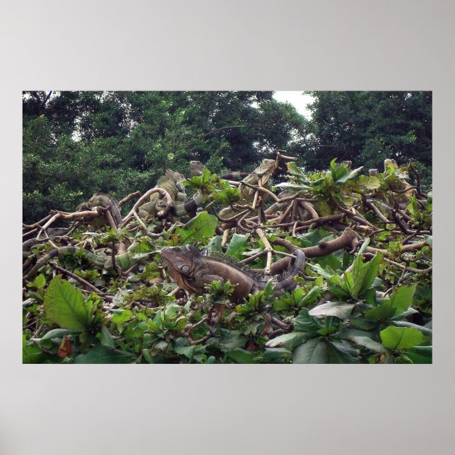 Affiche Arbre d'Iguana (Devant)