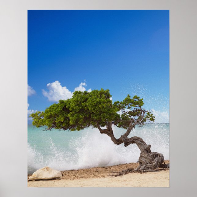 Affiche Arbre Divi Divi, Eagle Beach, Aruba, Caraïbes (Devant)