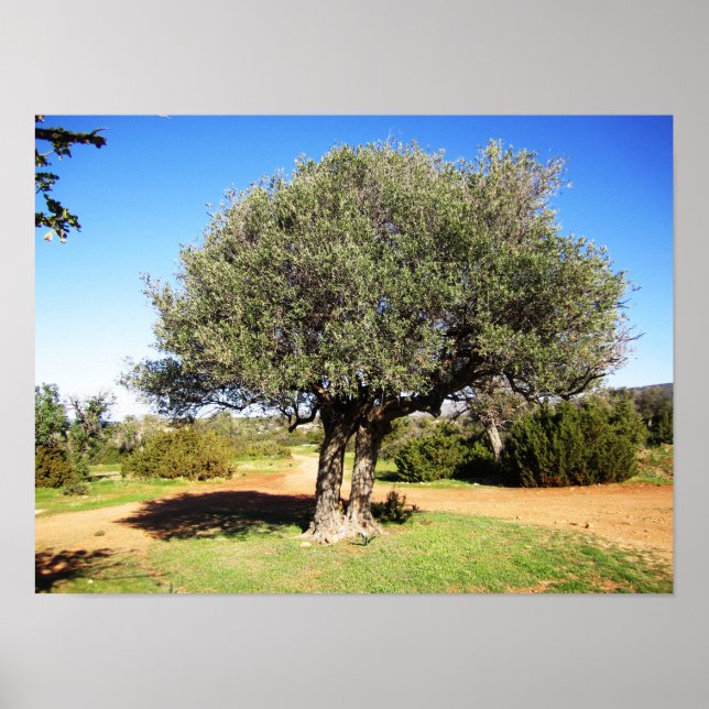 Affiche Arbre d'Olive (Devant)