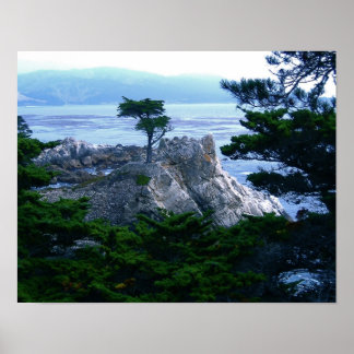 Affiche arbre du monastère