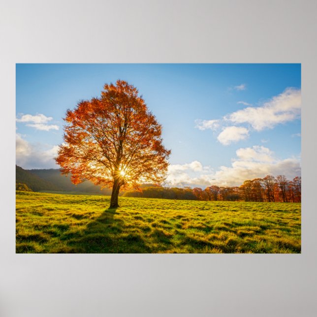 Affiche Arbre en feu (Devant)