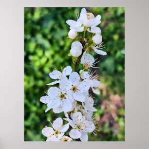 Affiche Arbre en Fleurs au Printemps Roumanie – Photograph