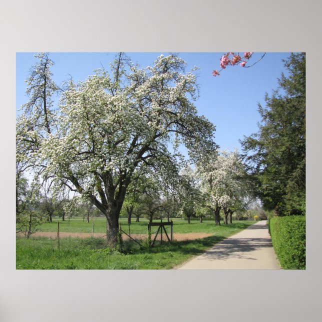 Affiche Arbre en fleurs blanches (Devant)
