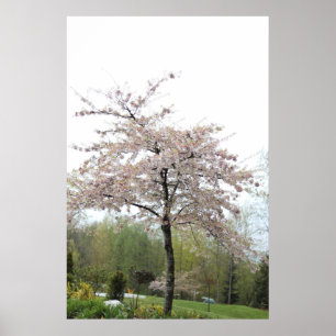 Affiche arbre en fleurs de cerisier sous la pluie
